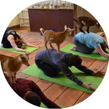 Yoga With Goats @ Jenness Farm - Goat Yoga Los Angeles (350x350), Png Download