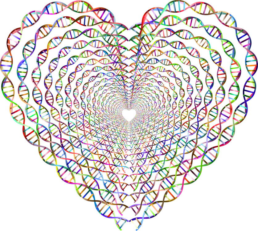 Dna Heart Nucleic Acid Double Helix Coloring Book - Dna Heart (837x750), Png Download