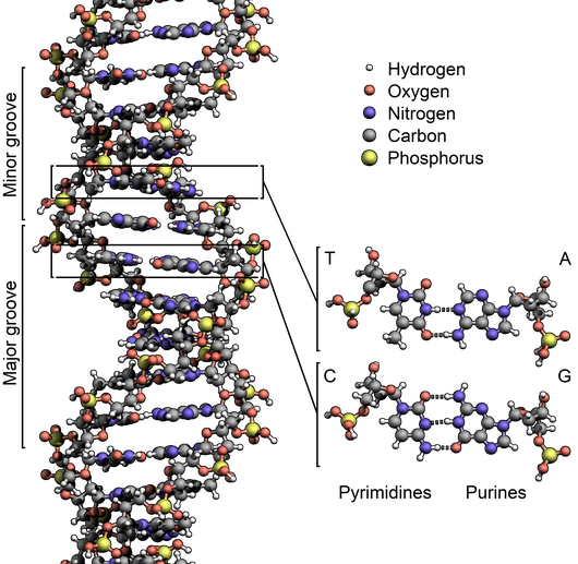 Double Helix - Spider Dna Structure (530x517), Png Download