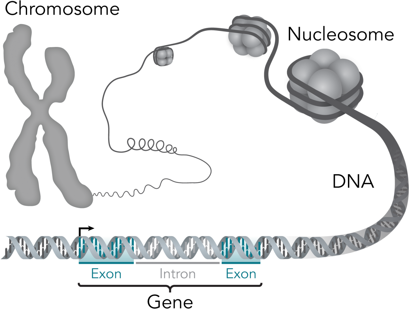 September 29, 2015 By Pete Farley, University Of California, - Genetics Epigenetics (1500x1130), Png Download