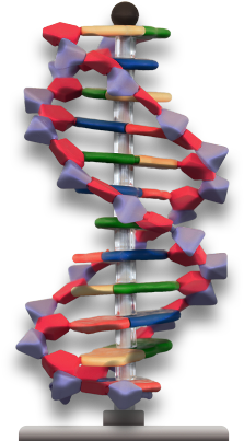 Dna Double Helix - Educational Toy (480x480), Png Download