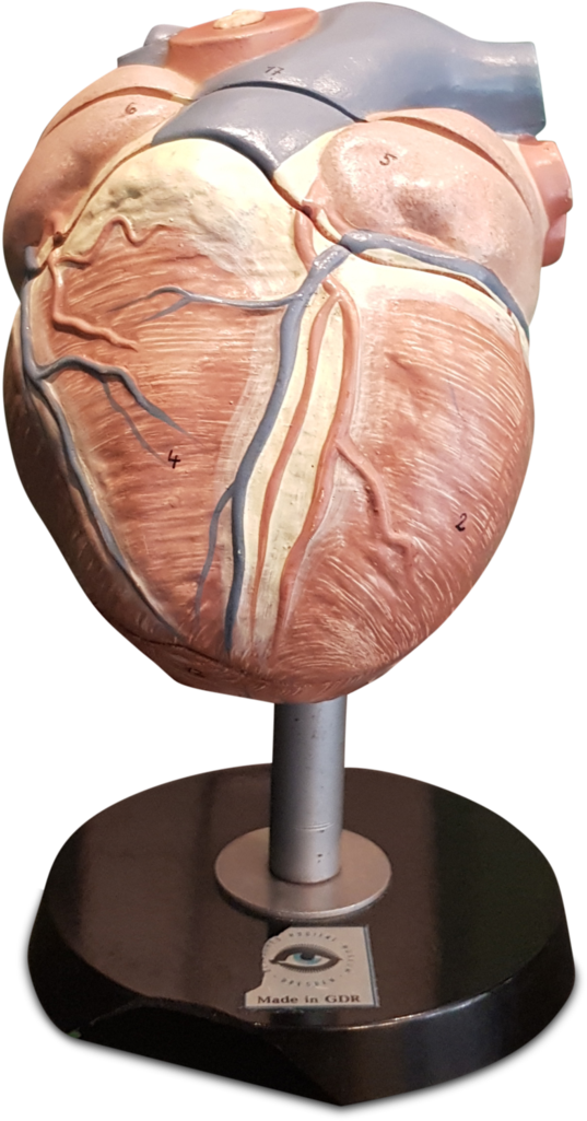 Vintage East German Anatomical Heart Model C - Odd Mountain Oddities (683x1024), Png Download