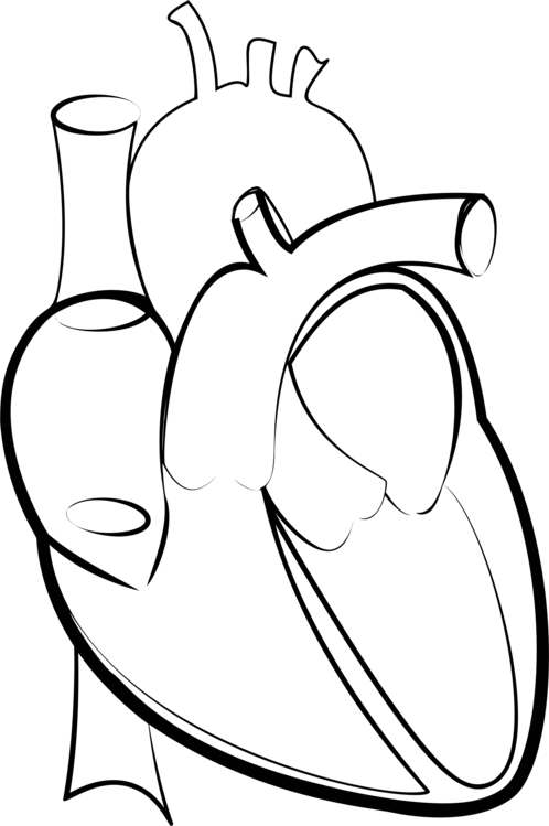 Drawing Line Art Heart Hartlijn - Heart Outline Medical (498x749), Png Download