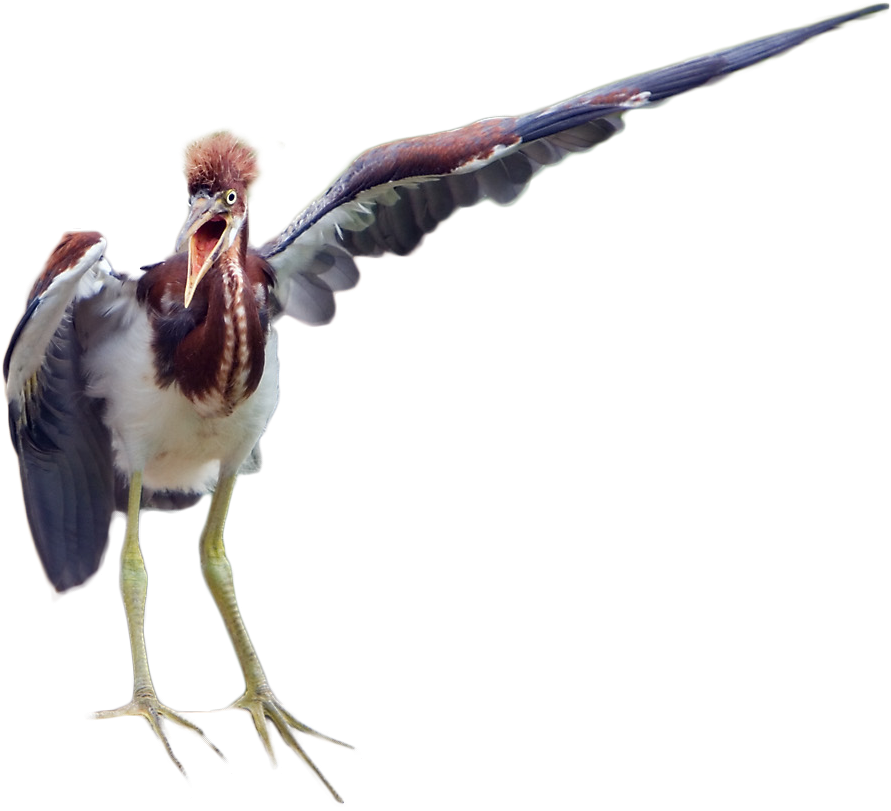 Cutout - Water Bird (1350x900), Png Download