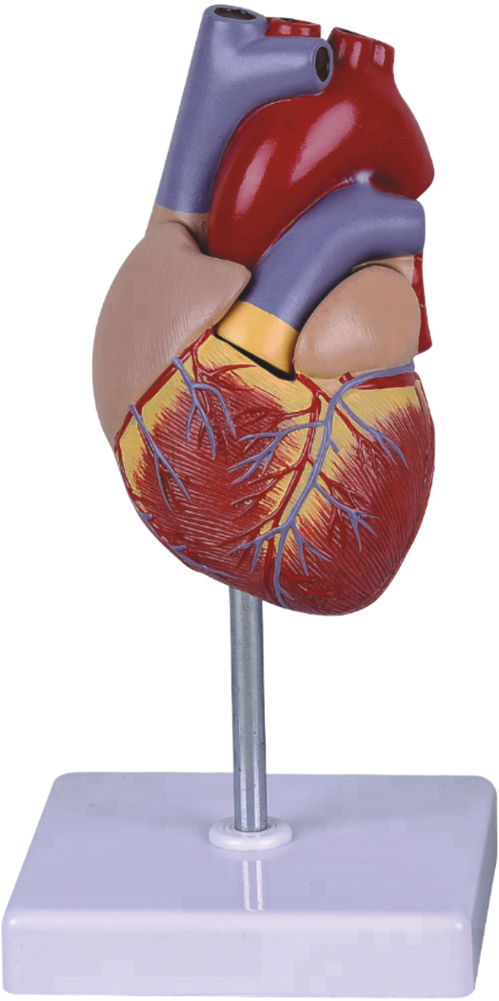 Life Size Human Heart Model For School Teaching - Statue (1000x1000), Png Download