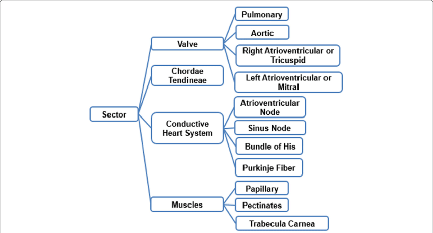 Taxonomy Of Classification Of Anatomical Sectors Present - Present Taxonomy (850x458), Png Download