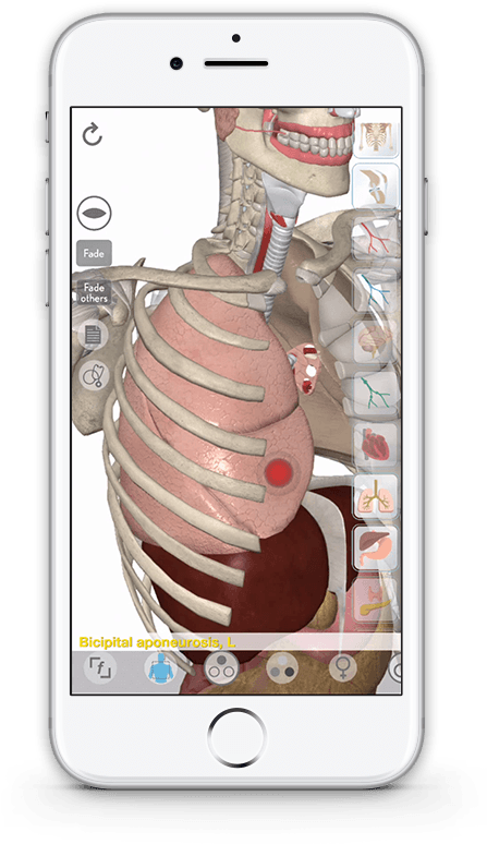 Main Features - Iphone (600x806), Png Download