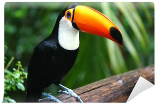 Toucan (400x400), Png Download