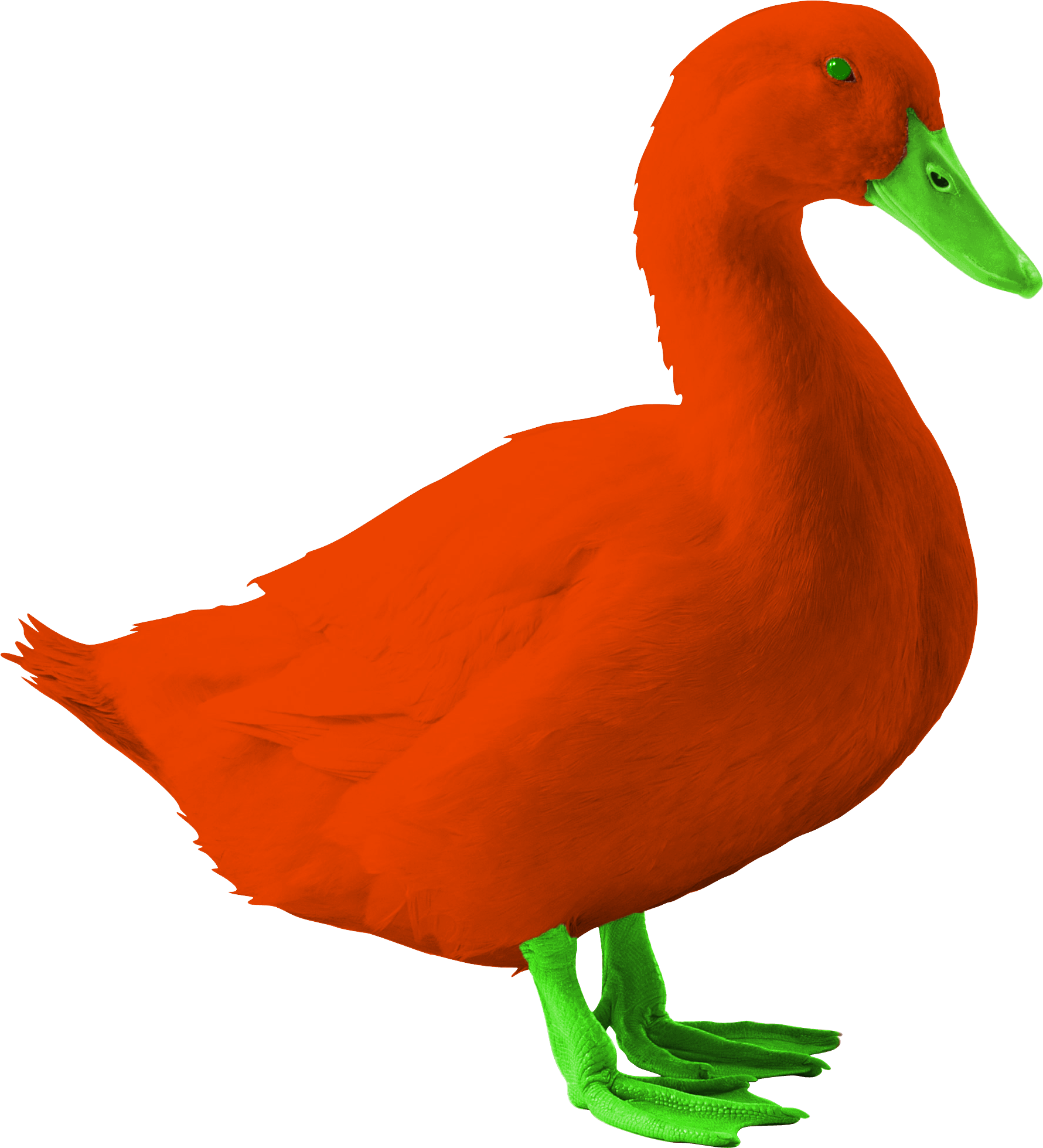 Quak - Duck (1780x1959), Png Download