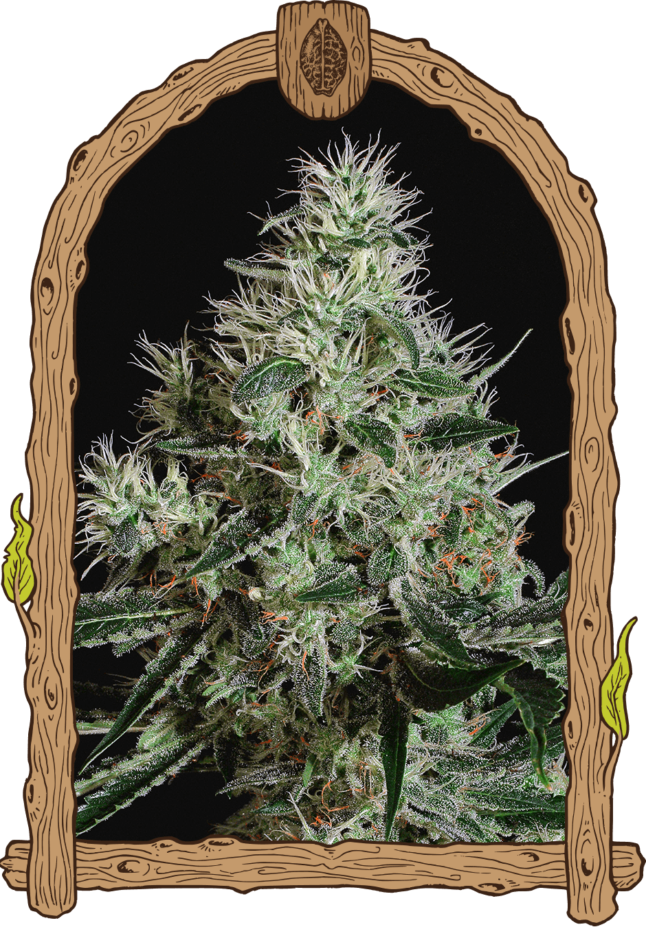 Mango Cream Reg Buy Marijuana Seeds Png Reg Marijuana - Mango Cream Auto Exotic Seeds (940x1350), Png Download