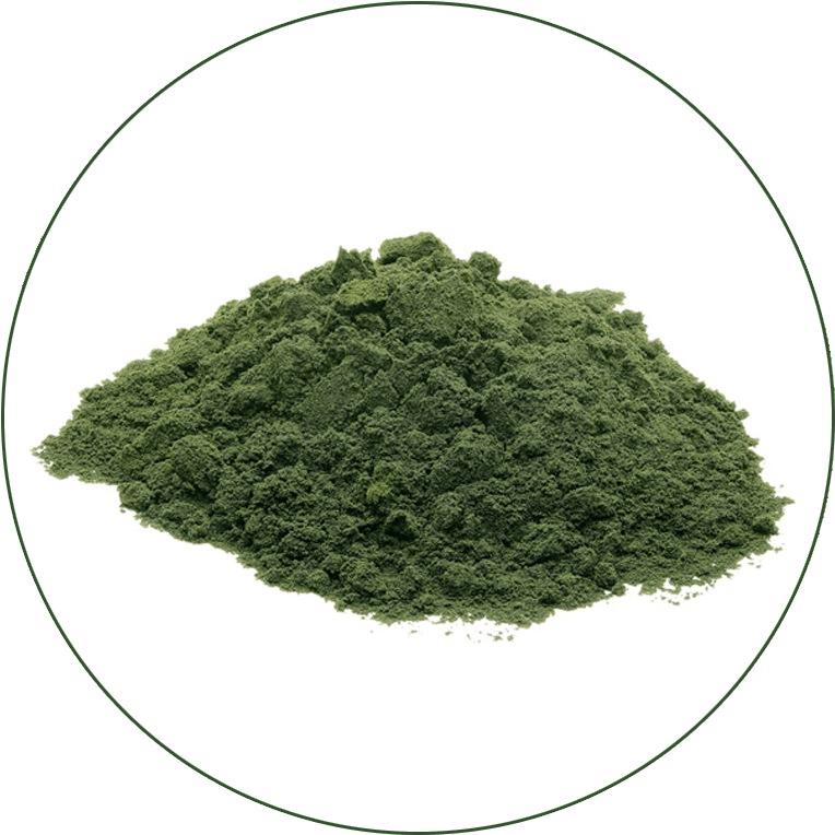 Chlorella (800x800), Png Download