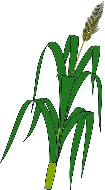 Maize - Dibujos Plantas De Maiz (354x640), Png Download