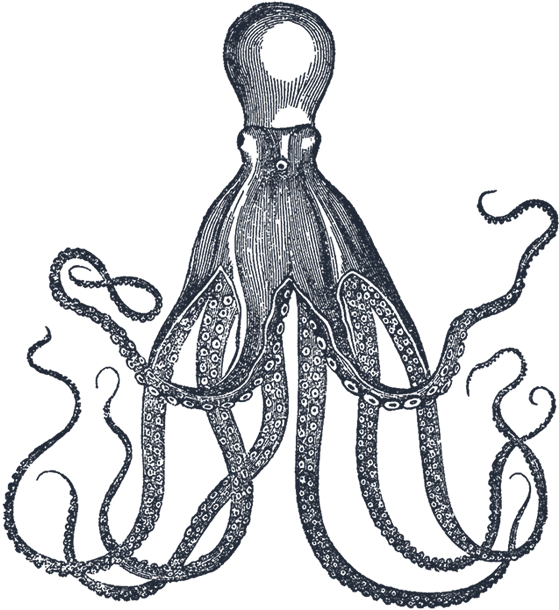 Octopus Images, Octopus Art, Octopus Tentacles, Octopus - Vintage Octopus Shower Curtain (659x712), Png Download