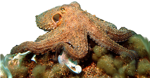 All Cephalopods Are Venomous - Can Octopuses Change Color (480x319), Png Download