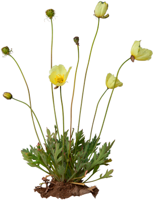 3d View - Arctic Poppy Transparent (550x420), Png Download