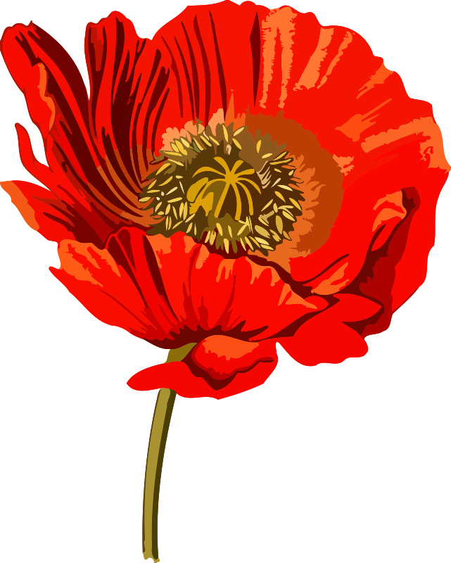 Opium Poppy Opium Wars Common Poppy - Opium Png (601x750), Png Download