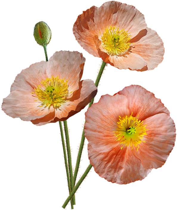 Poppies, Pink, Iceland, Flowers, Garden, Nature - Garden Poppies (618x720), Png Download