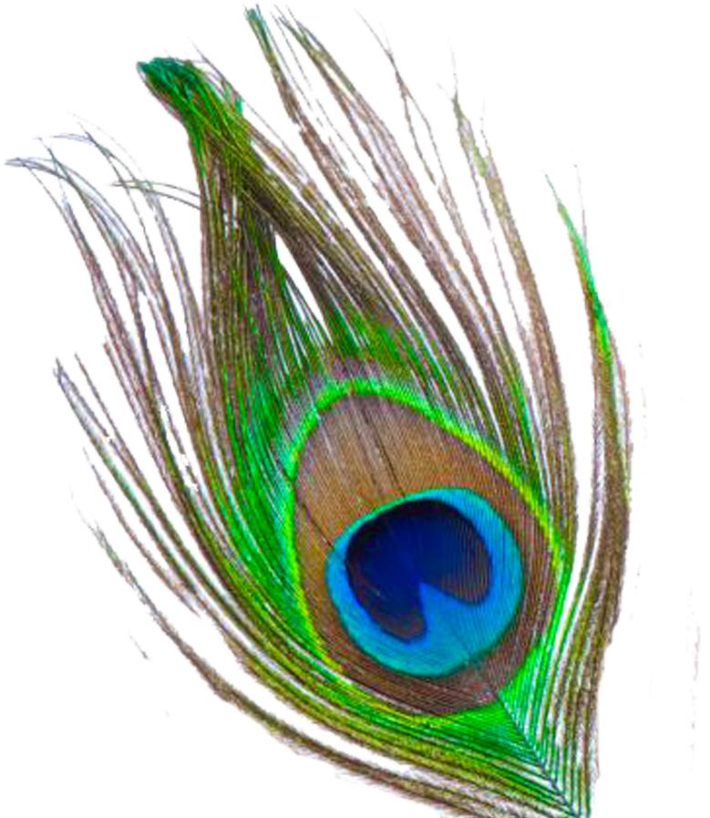 Peacock Feather Free Download Png - Mor Pankh Png Hd (800x897), Png Download