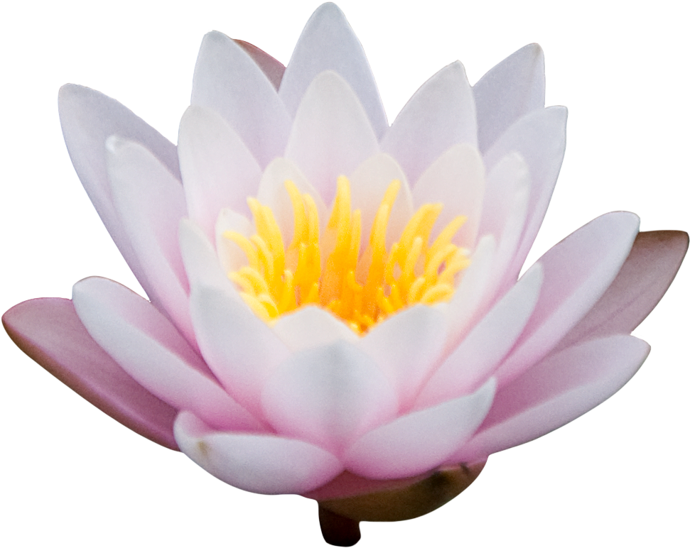 Png Lotus Bud Clipart - Portable Network Graphics (1024x864), Png Download