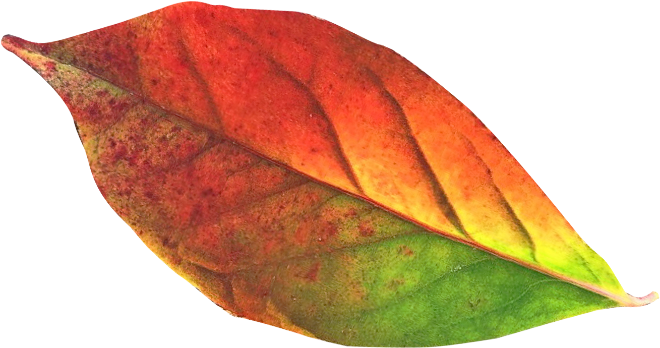 Autumn Leaf Png Transpa Image Pngpix - Autumn Leaf Transparent Background (500x314), Png Download