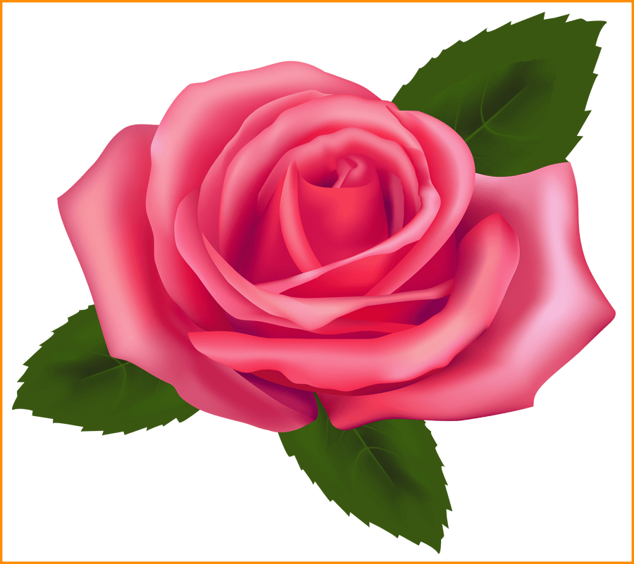 Marvelous Pink Rose Png Clipart Best Web Pics Of A - Rose Clipart (900x801), Png Download