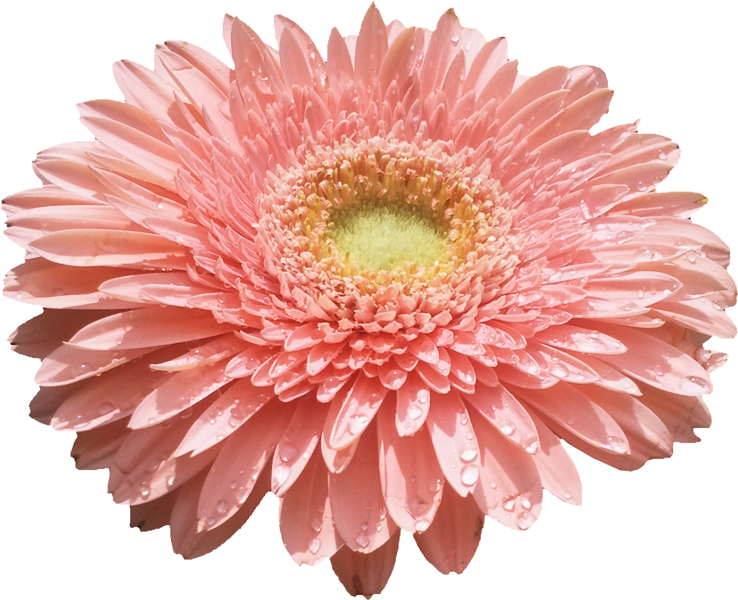 Flores Png - Flower (1600x1365), Png Download