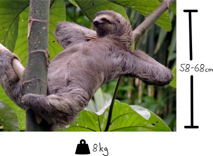 Some Fun Facts About Sloths - Am A Sloth (416x306), Png Download