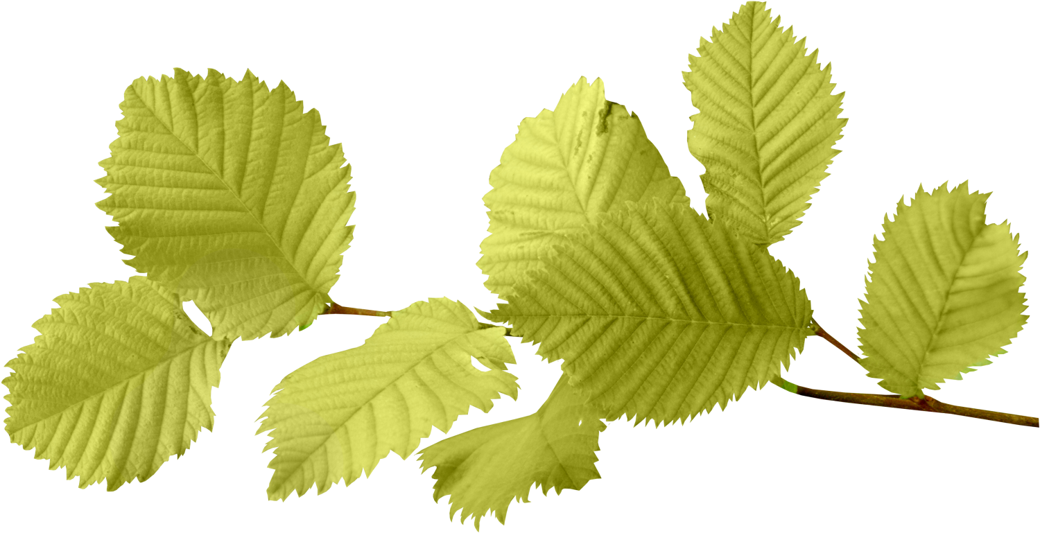 Autumn Leaves Png Image - Hojas Png (1589x870), Png Download
