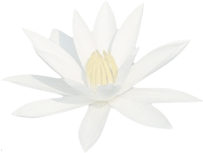 Translucid Water Lily - Water Lilly Flower (400x400), Png Download