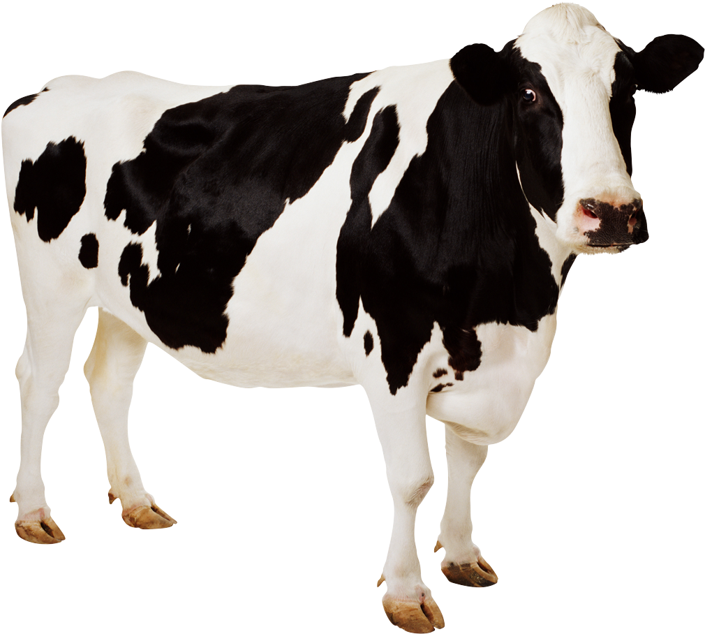 Free Png Cow Png Images Transparent - Imagen De Animales Vaca (850x761), Png Download