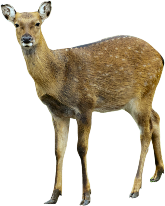 Deer Png Images Transparent Free Download - Deer Transparent Background (562x699), Png Download