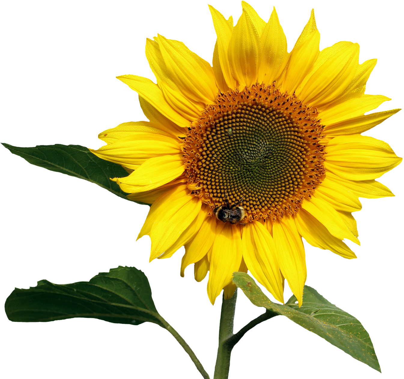 Free Sunflower Transparent Png Image - Transparent Background Sunflower Png (1024x901), Png Download