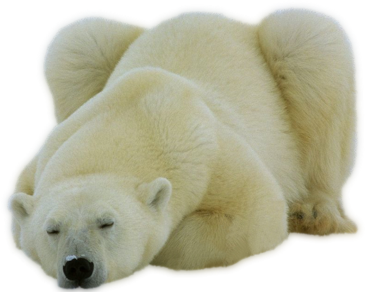 Share This Image - Polar Bear Note Cards (pk Of 10) (550x441), Png Download