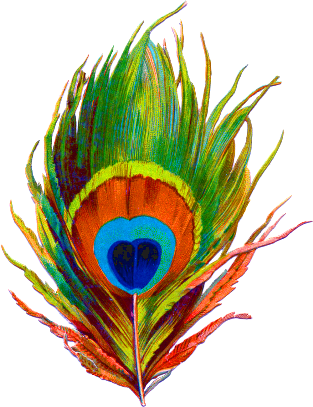 Vector Png Peacock Feather - 3drose Db_37447_1 Large Colorful Peacock Feather-drawing (1084x1350), Png Download