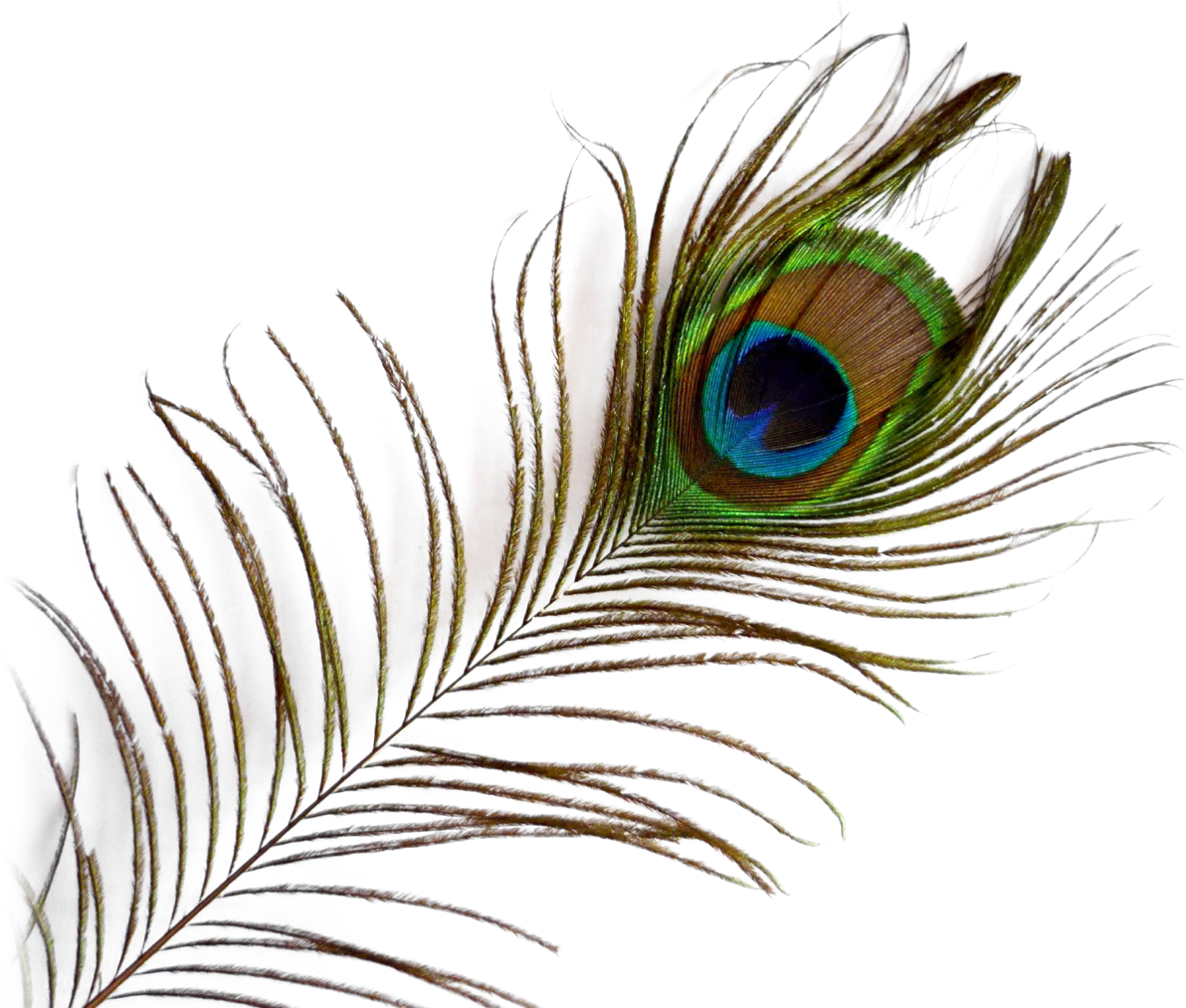 Peacock Feather Png Picture - Transparent Background Peacock Feather Png (500x411), Png Download