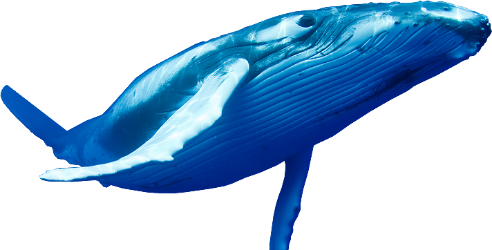 Blue Whale Png Pic - Blue Whale Png (712x362), Png Download