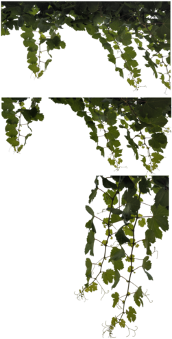 Clipart Vine Cabernet Sauvignon Leaf Png - Ivy (260x520), Png Download