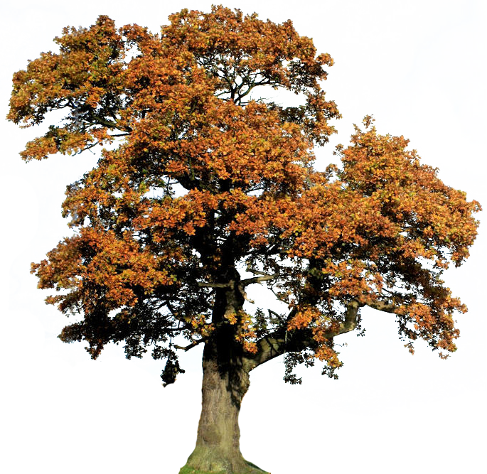 Oak Tree Clipart - Academy (685x667), Png Download