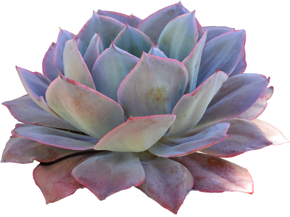 Transparent Succulent Plants - Succulent Transparent Background (1024x920), Png Download