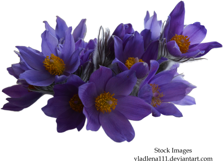 Spring By Vladlena On - Purple Flower Png (1024x830), Png Download