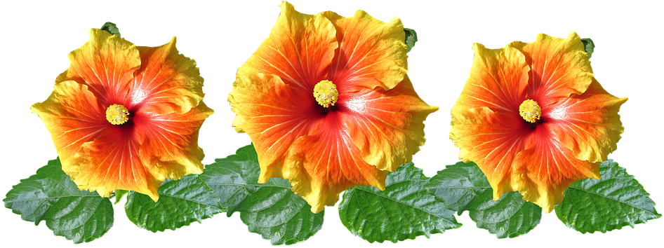 Hibiscus, Flowers, Arrangement, Tropical, Garden - Flower Arrangement Hibiscus (960x353), Png Download
