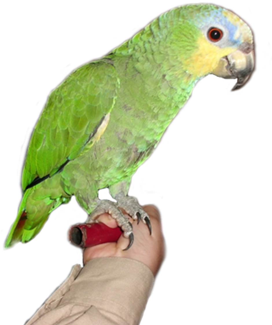 Browse And Download Parrot Png Pictures - Parrot (958x1122), Png Download