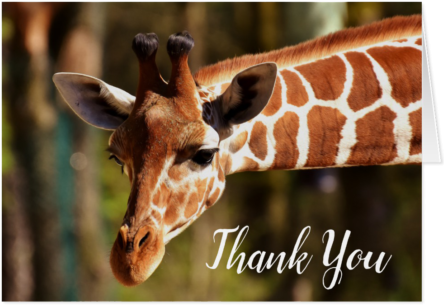 Happy Giraffe Note Card - Jirafas En Peligro De Extinción 2018 (500x500), Png Download