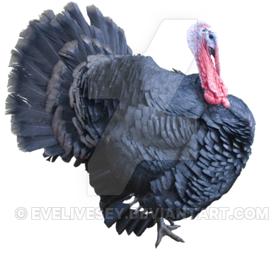 Turkey Png Clipart - Turkey Png (400x426), Png Download
