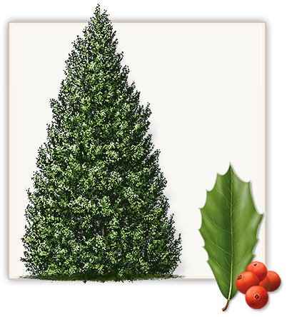 Foster Holly Trees Dallas - Foster Holly Growth Rate (471x455), Png Download