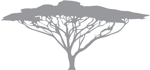 Acacia Tree (597x297), Png Download