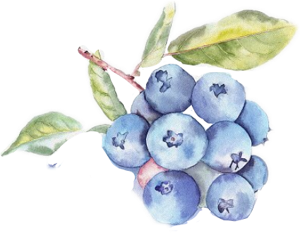 Report Abuse - Watercolor Blueberry Bush Illustration (425x330), Png Download