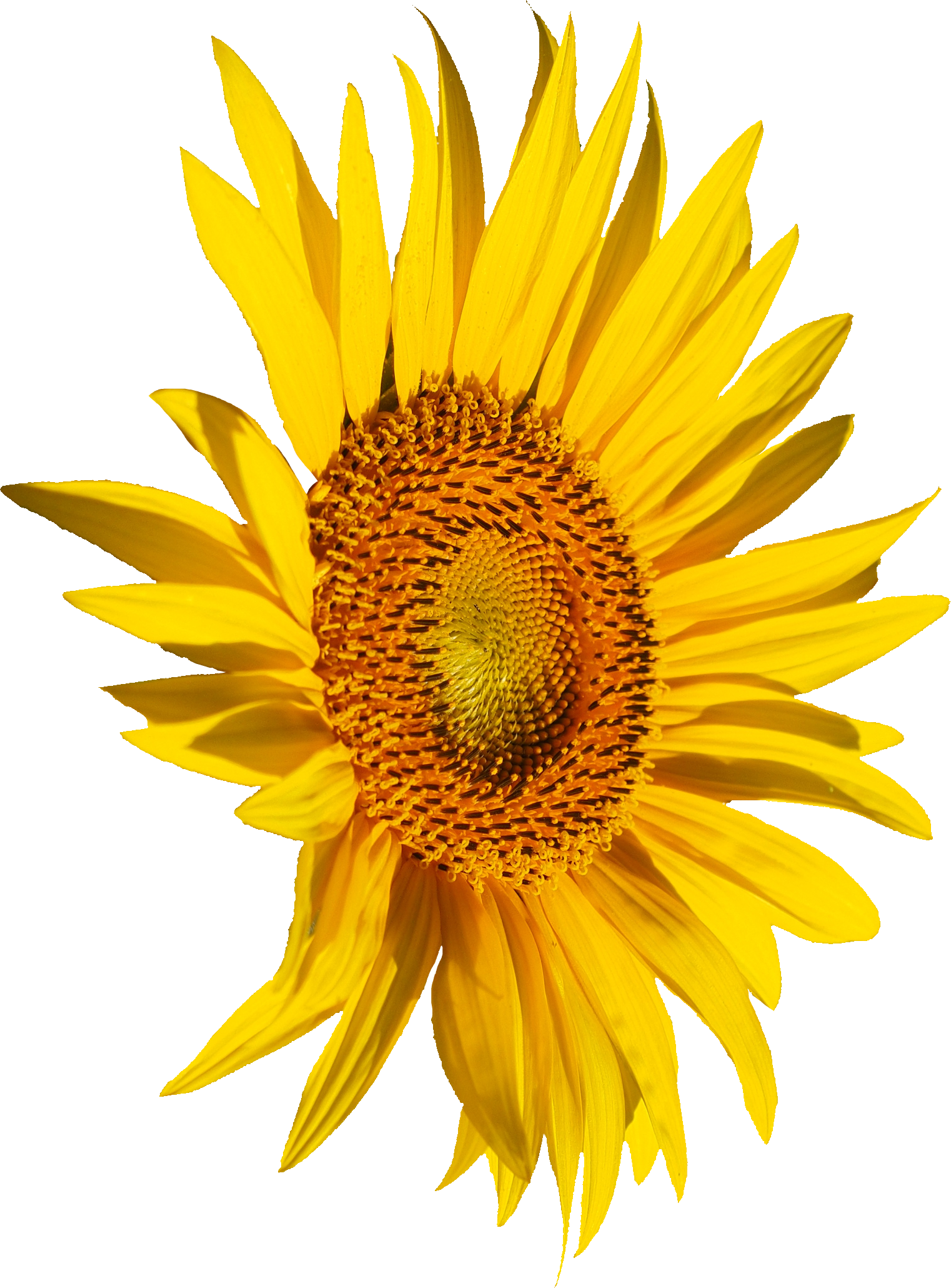 Free Download - Zazzle Sommer-sonnenblumen Tough Iphone 6 Hülle (1522x2060), Png Download