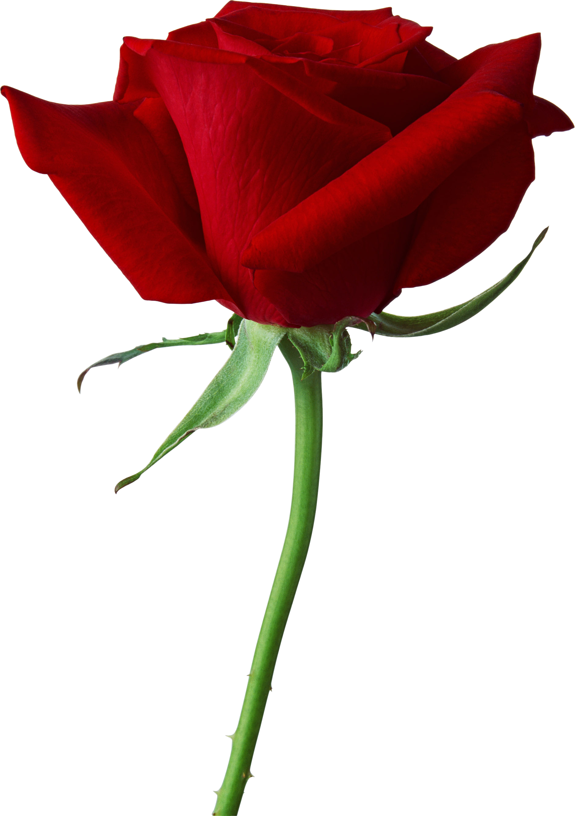 Rose Transparent Png Sticker - Rose Png (1881x2669), Png Download