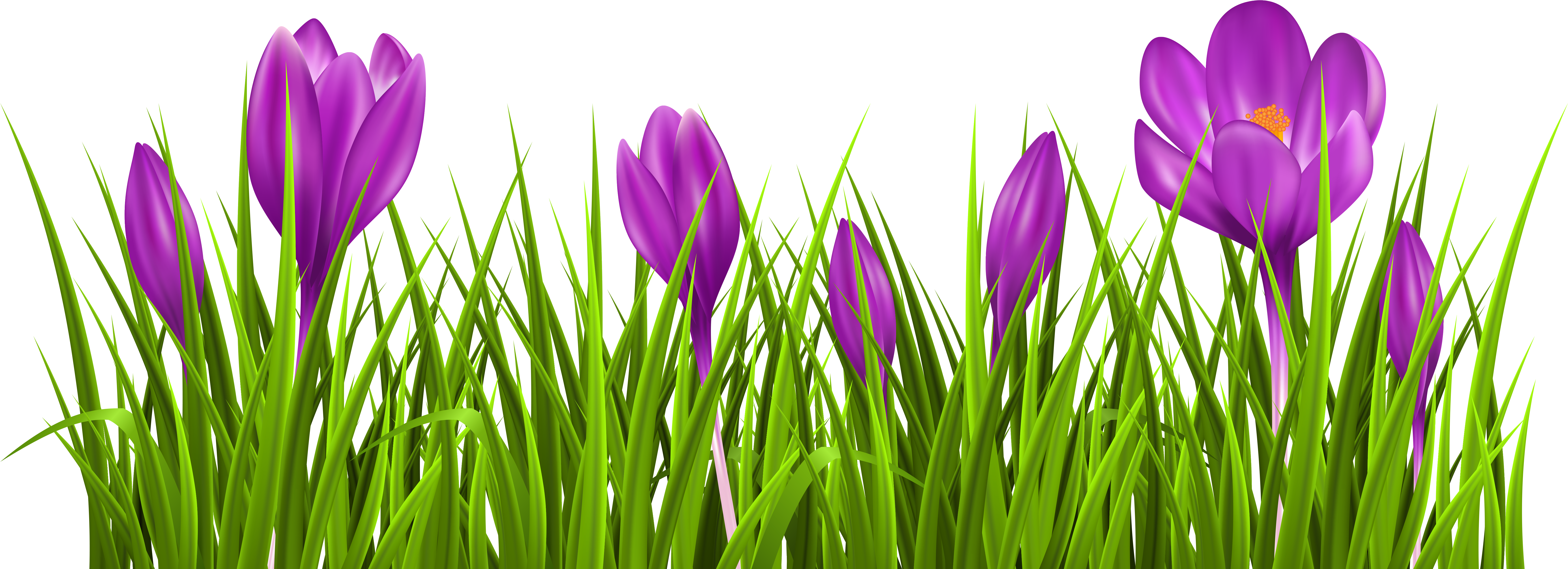 Free Crocus Cliparts, Download Free Clip Art, Free - Crocus Clipart (7222x2910), Png Download